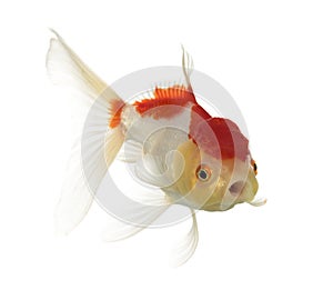 Lion's head goldfish opening mouth