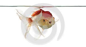 Lion's head goldfish opening mouth