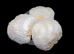 Lion's mane mushroom on black background photo