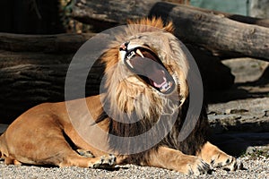 Lion, yawn photo