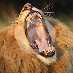 Lion yawn.