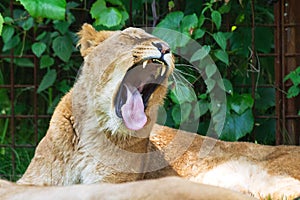 Lion yawn