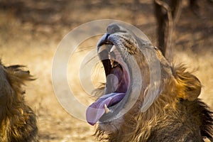 Lion yawning 1
