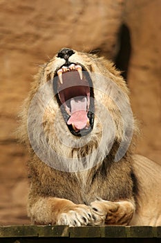 Lion yawning