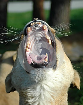 Lion yawning