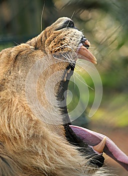 Lion yawning