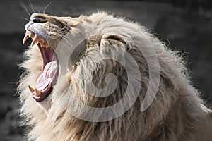 Lion yawning