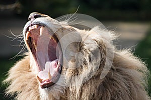 Lion yawning