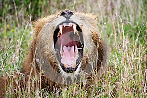 Lion yawning