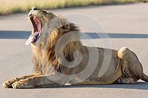 Lion Yawning