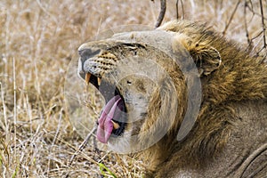 Lion yawning in Kruger Park, South Africa