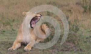 Lion yawning showing teeth in wild masai mara kenya