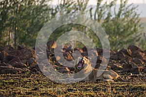 Lion yawning South Africa