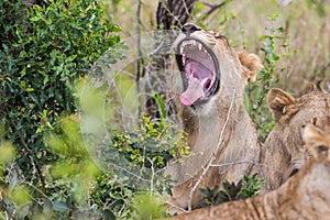 Lion yawning South African Wildlife