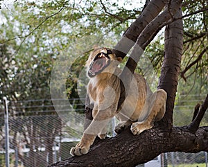 The lion yawns, sitting on a tree