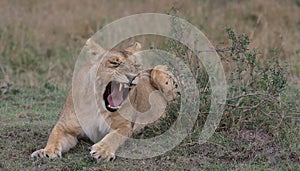 Lion yawns in the wild masai mara showing its sharp teeth