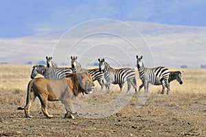 Lion and zebra