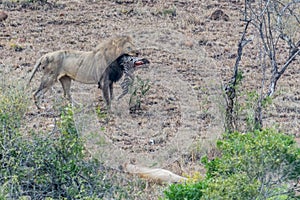 Lion with an zebra head