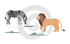Lion and zebra mammal animals walking on the grass, flat vector illustration isolated on white background.
