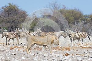 Lion and Zebras running away, defocused in the background. Wildlife safari in the Etosha National Park, Namibia, Africa.