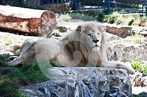 Lion in the Zoo