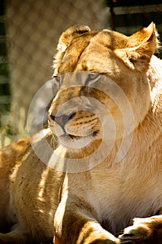 Lion - Zoo photo