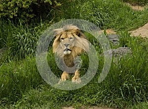 Lion in Zoo