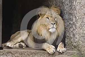 Lion in the zoo