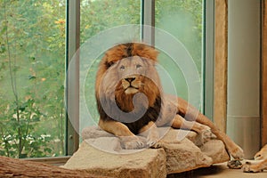 Lion in Zoo