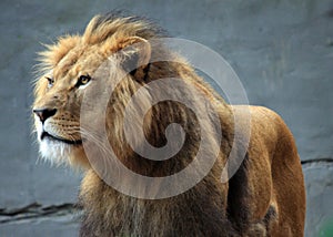 Lion at the Zoo
