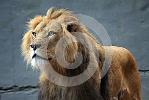 Lion at the Zoo