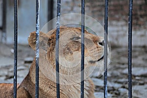 Lion in a zoo cage