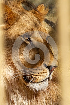 A Lion in a zoo cage closeup through the bars