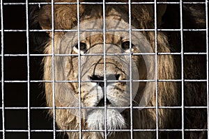 Lion in the zoo