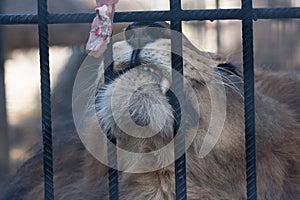 lion zoo. a lion devours meat in captivity