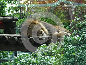 Lion in the ZOO lying on the ground