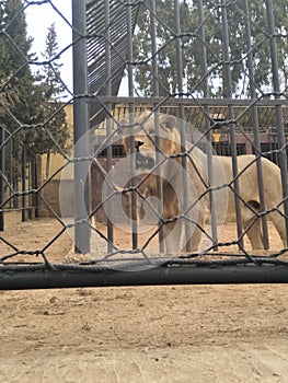 lion zoo