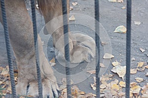 lion zoo. paws of a lion behind bars. powerful paws of