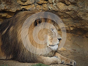LION  in ZOO-Slovakia...Bojnice is nice place for Relax