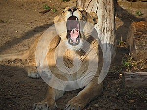 LION  in ZOO-Slovakia...Bojnice is nice place for Relax