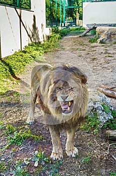 Lion in zoo, Slovakia