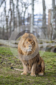 Lion at the zoo in Warsaw