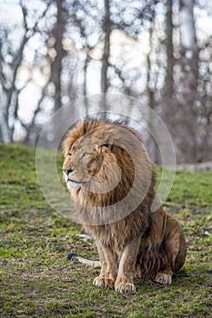 Lion at the zoo in Warsaw photo