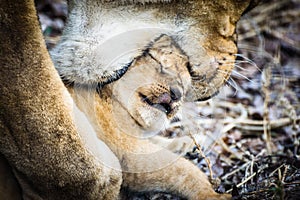 Liones mother Panthera leo carries her baby in the mouth