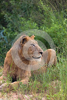 Liones resting under a tree in the African savanna
