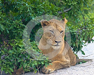 Liones resting under a tree in the African savanna