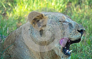 Liones resting under a tree in the African savanna