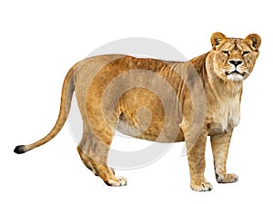 Lioness