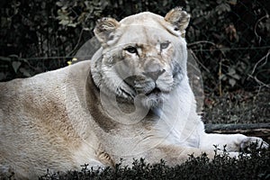 Lioness