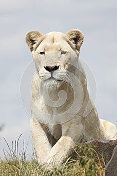 Lioness